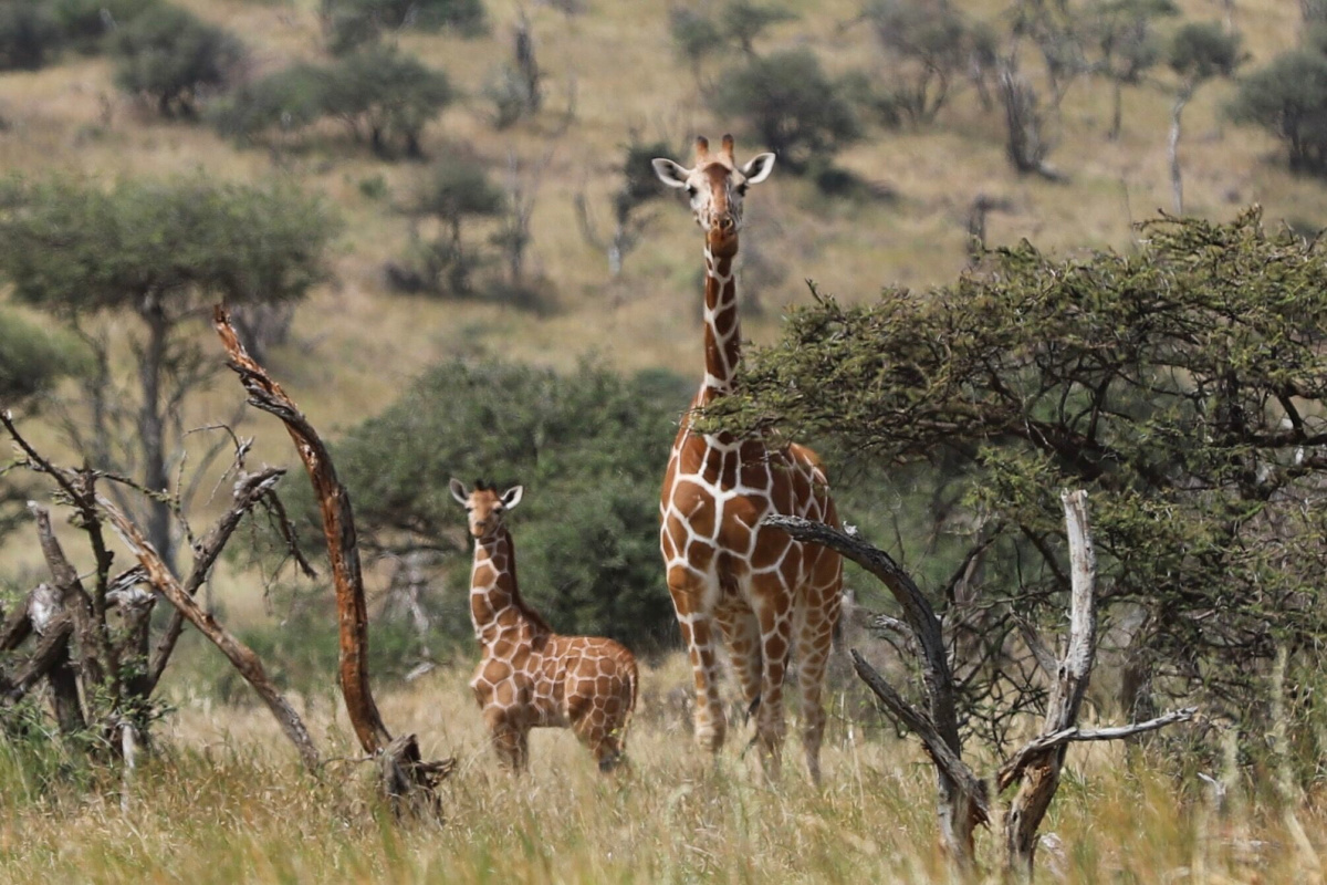 If experiencing an Africa safari with your family is on your bucket list, then this post is for you. I am sharing details about our fabulous trip!